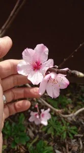 アーモンド